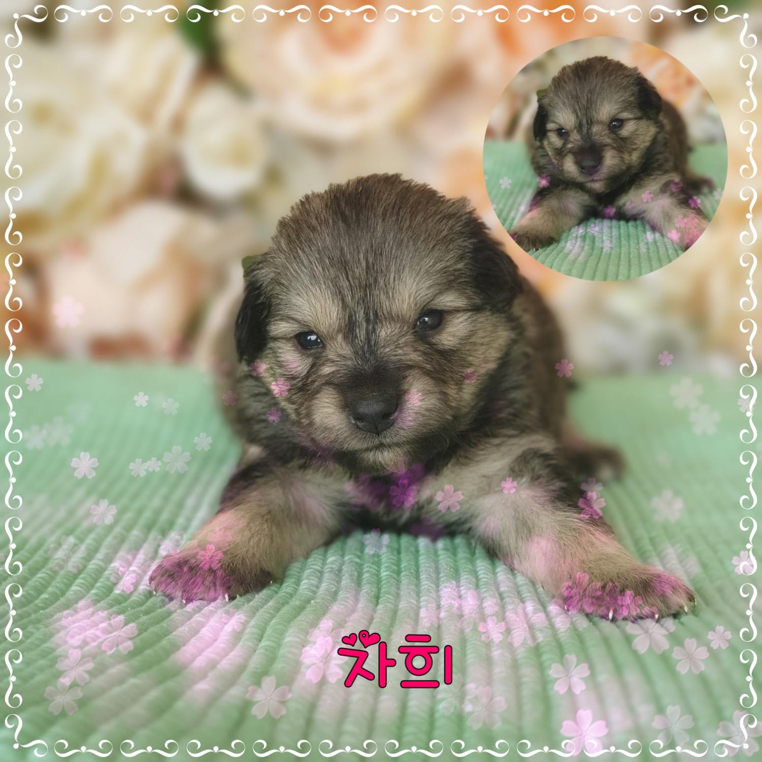 군산유기동물보호센터_445467202300820